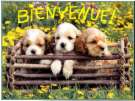 bienvenue